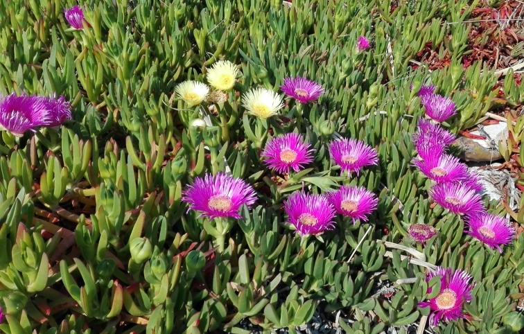 _Carpobrotus_ sp.